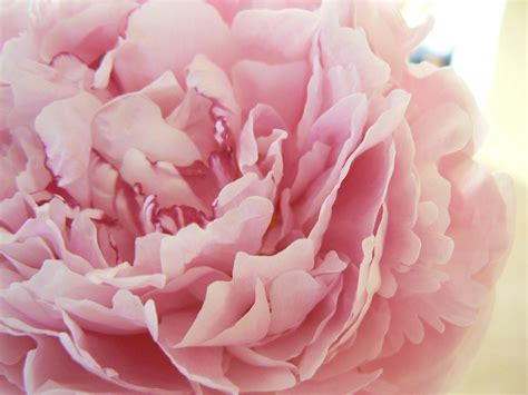 Light Pink Peonies Bouquet Wallpapers Wallpaper Cave