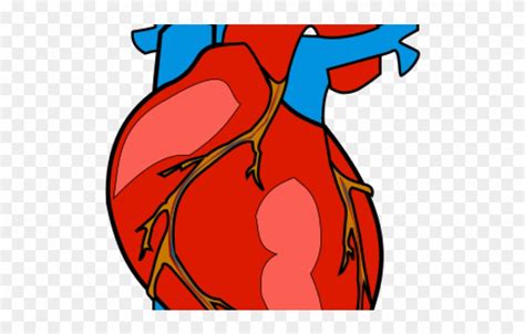 Organs Clipart Biological Heart Human Body Heart Clipart Png