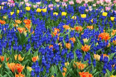 Голубые Тюльпаны Фото Telegraph