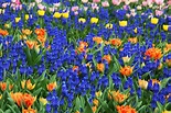 Free Images : grape, field, meadow, flower, petal, bloom, tulip, spring ...