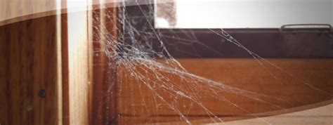 the real reason for your house s cobwebs mark roemer