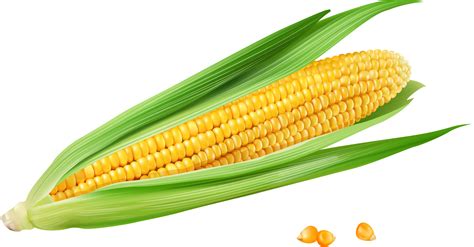 Corn On The Cob Maize Euclidean Vector Vecteur Golden Yellow Corn Png Download