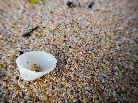 Clam Beach Shell Free Photo On Pixabay Pixabay
