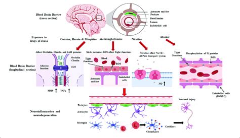 Schematic Representation Showing Drug Induced Loss Of Blood Brain