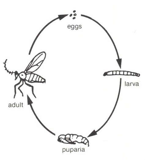 Guide To Controlling Fungus Gnats On Fig Cuttings — Food Garden Life