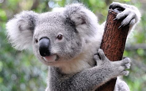 100 Koala Hd Wallpapers And Backgrounds