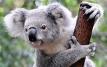 Koala protection failing in Queensland | Green Left