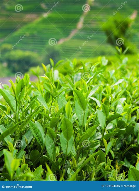 Tea Plantation In Meijiawu Village Hangzhou China Stock Image Image