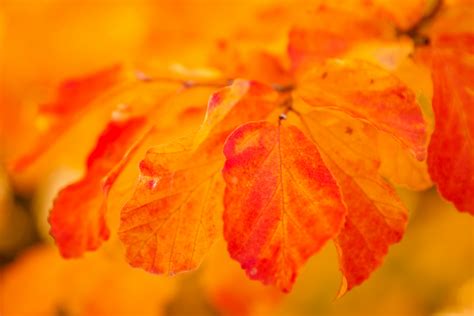 Orange Autumn Leaves Free Stock Photo Public Domain Pictures