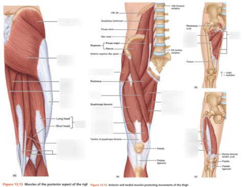Laminated Female Anterior Leg Muscles Labeled Educational Chart Poster