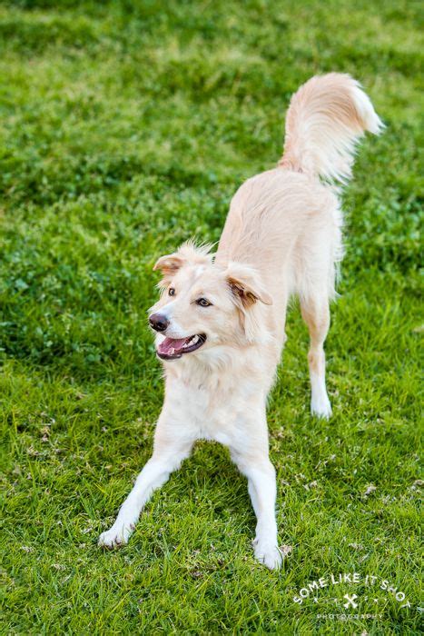 21 Best Gwynneth Aka Wynnie The Prettiest Gold And White Border Collie