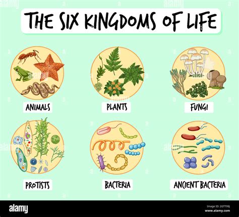 Information Poster Of Six Kingdoms Of Life Stock Vector Image And Art Alamy