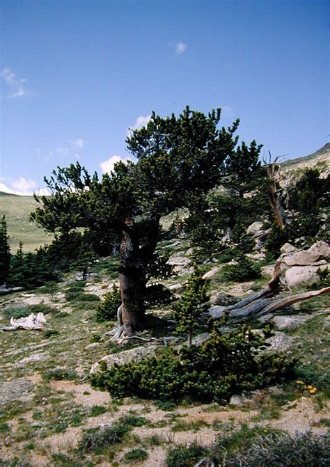 Rocky Mountain Bristlecone Pine Pinus Aristata
