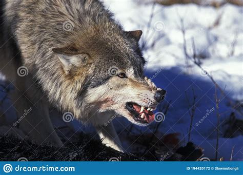 North American Grey Wolf Canis Lupus Occidentalis Adult With Kill In