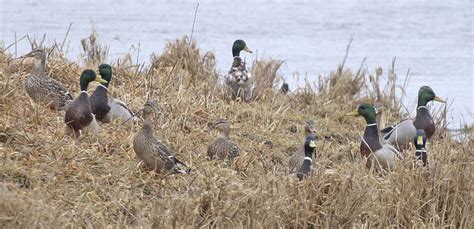During Spring Migration Ducks Such As Mallards May Group Up In Large