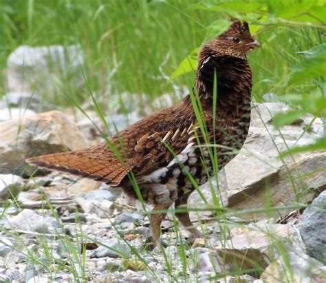 The Ruffed Grouse Vancouver Island Bc Gohikingca