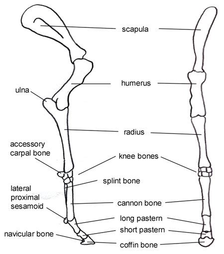 Knowing horse leg anatomy helps you communicate with farriers, vets, and other equine professionals. Basic Horse Anatomy for Equine Owners