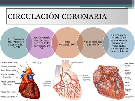 Esquema De Circulación Coronaria ¡fotos And Guía 2021