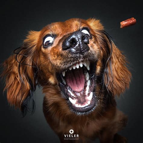 Humorous Photos Of Dogs Catching Treats In Their Mouths