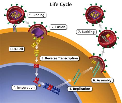 Life Cycle Of Hiv Finding A Cure For Hivaids