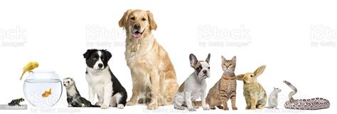 Group Of Pets Sitting White Background Stock Photo Download Image Now