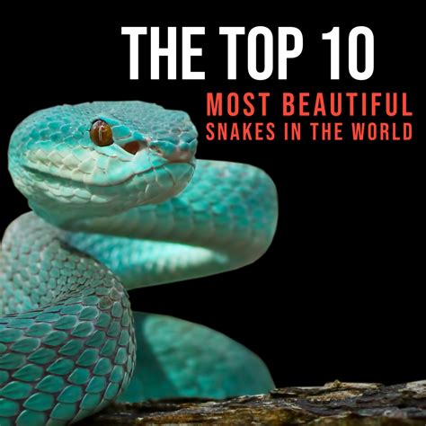 The Top Most Beautiful Snakes In The World Owlcation