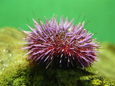 Purple Sea Urchin Taxonomy Phylum Echinodermata Class Ec Flickr