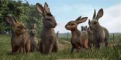 Watership Down Photos Unveiled as Rosamund Pike Joins Voice Cast ...