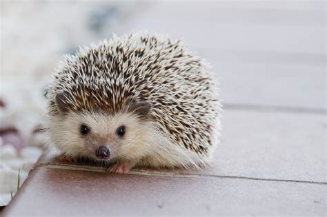 Hedgehog HD Wallpaper | Background Image | 3000x1993 | ID:1054483 ...