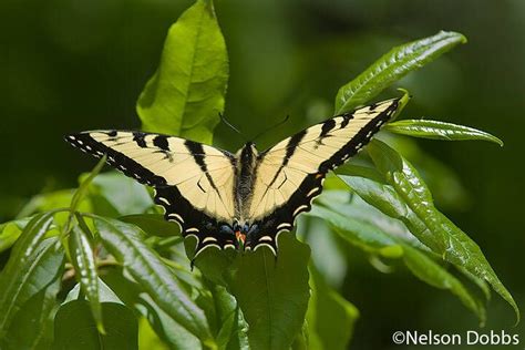 Tiger Swallowtail Swallowtail Appalachian Beautiful Butterflies