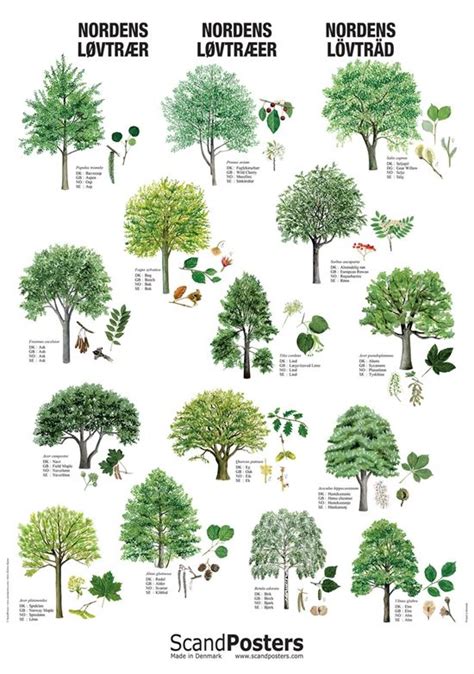 Deciduous Tree Poster Beautiful Poster With Trees Deciduous Trees