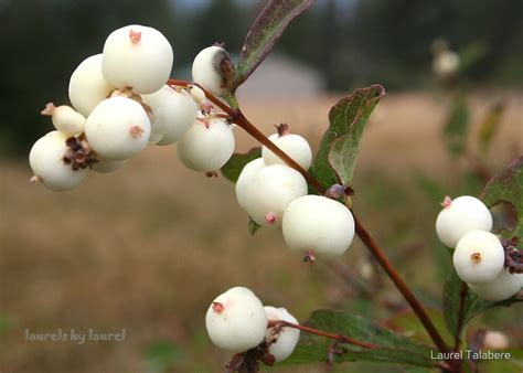 White Berries By Laurel Talabere Redbubble