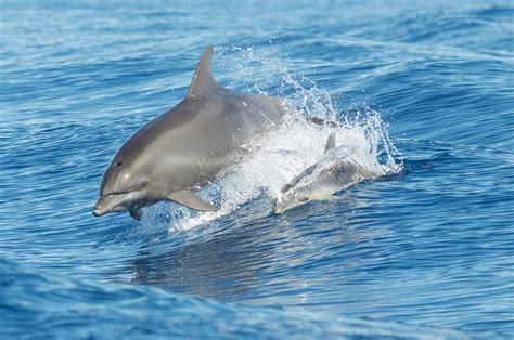 Dolphins Need To Eat Up To 25 Kilograms Of Fish Every Day Science Aaas