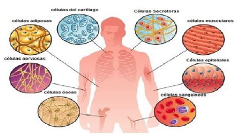 Tipos De Celulas Del Cuerpo Humano Tejidos Del Cuerpo Humano Cuerpo Images And Photos Finder