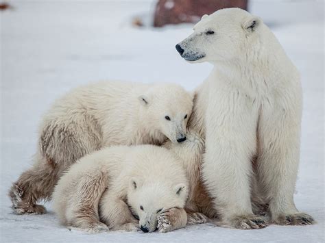 Polar Bear Numbers To Plummet By A Third In Next 40 Years Say