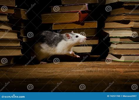 Rats And Books Stock Photo Image Of Literature Antique 74251708