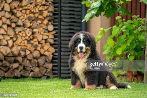 Bernese Mountain Puppy Photos And Premium High Res Pictures Getty Images