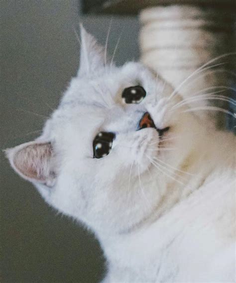 Sad Cat Crying Cat Cute Meme Digital Art By Random Galaxy