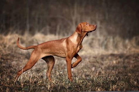Hunting Dog Breeds List Of 15 Best Dogs For Hunting
