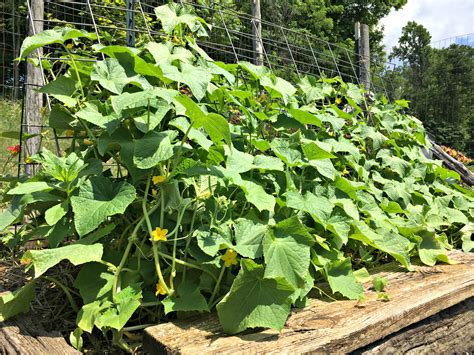How To Grow Lots Of Cucumbers Farm Fresh For Life Real Food For