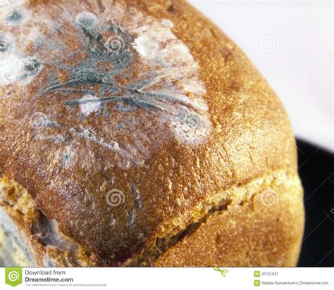 Moldy Bread Royalty Free Stock Photography Image 31751037