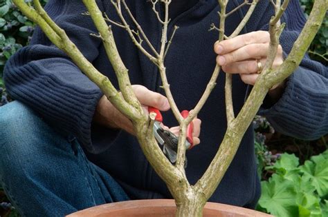 Tips For Winter Pruning Dormant Plants Bbc Gardeners World Magazine