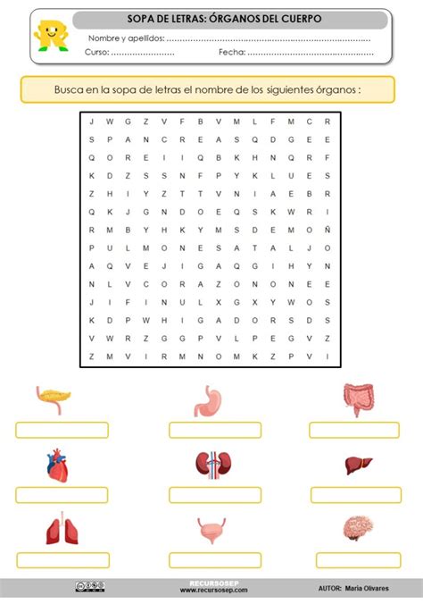 Sopa De Letras Órganos Del Cuerpo Humano