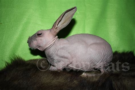 My Hairless Rabbit Dobby Hairless Animals Animals Rabbit