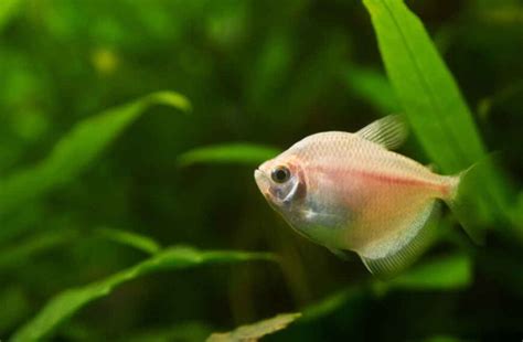 White Skirt Tetra Complete Species And Care Overview