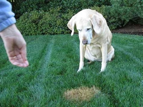 Does Dog Pee Kill Grass