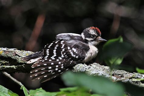 Downy Woodpecker Indiana Audubon Society Downy Woodpecker