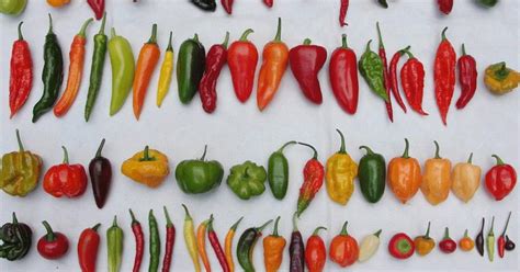 The Different Types Of Peppers We Have In Nigeria ElétíỌfe