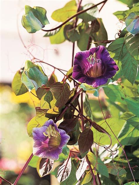 While it takes time for most perennial. The Best Annual Vines for Your Garden | Flowering vines ...