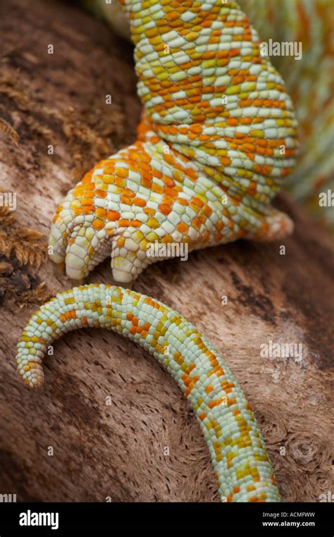 Chameleon Foot And Tail On A Branch Stock Photo Alamy